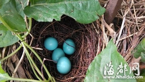 成都别墅装修公司